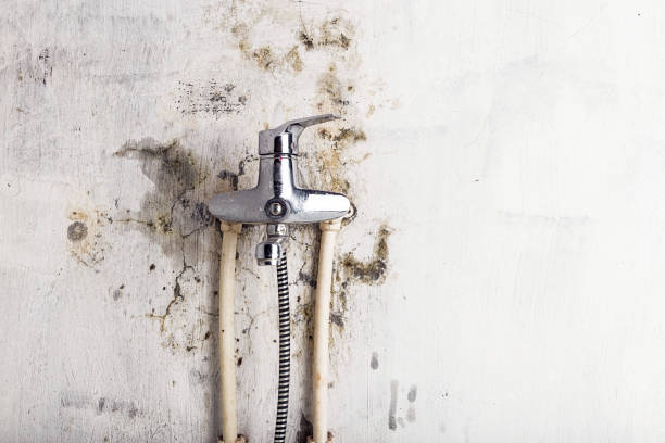 Best Emergency Mold Removal  in Cosmopolis, WA