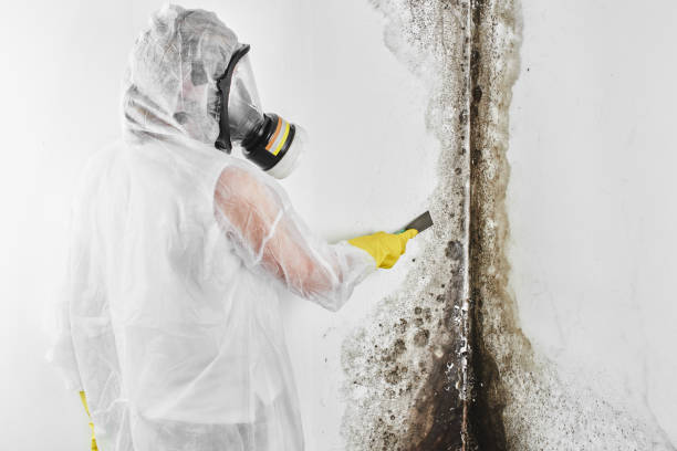 Best Mold Remediation  in Cosmopolis, WA