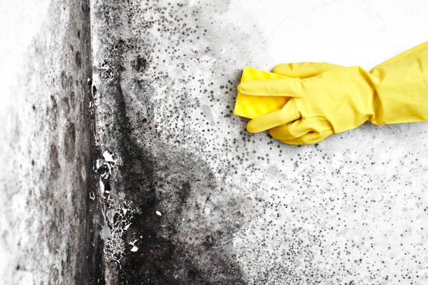 Best Crawl Space Mold Removal  in Cosmopolis, WA