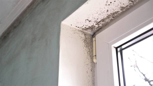 Best Home Mold Removal  in Cosmopolis, WA