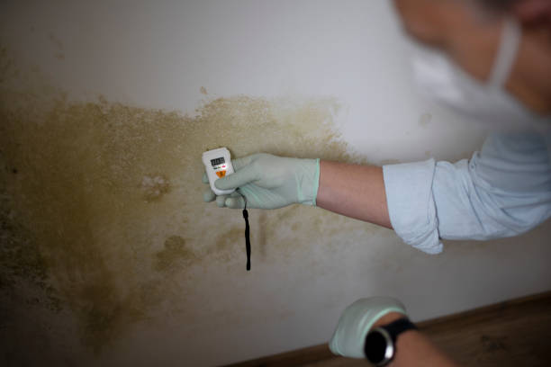 Trusted Cosmopolis, WA Mold Removal Experts
