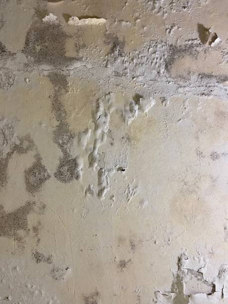 Best Commercial Mold Removal  in Cosmopolis, WA