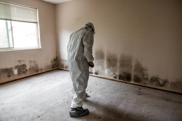Best Office Mold Removal Services  in Cosmopolis, WA