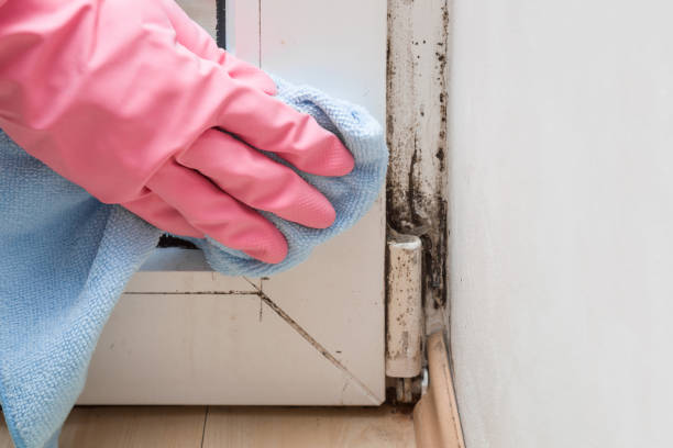 Attic Mold Removal in Cosmopolis, WA
