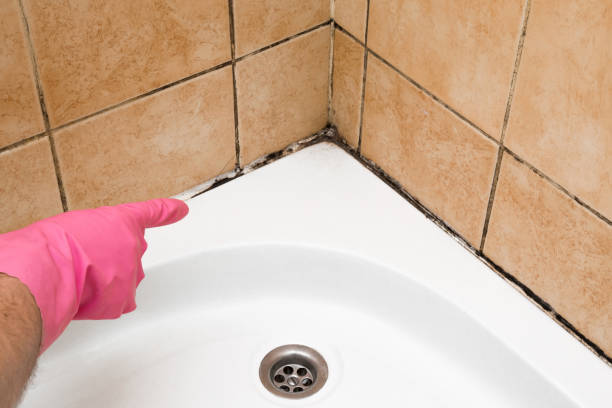 Best Mold Inspection  in Cosmopolis, WA